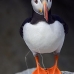 puffin_atlantic_msi_v_0965_can0578.jpg